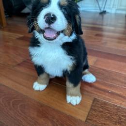 Bernese Mountain Dog Puppies from Blair Berners