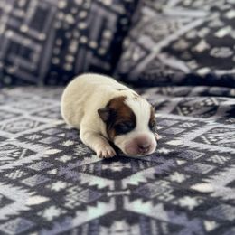 N-1 - Red speckled male Australian Cattle Dog puppy in Spokane, Washington from 4D Cattle Dogs