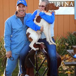 American Water Spaniels and Brittanys from High Hopes Kennel