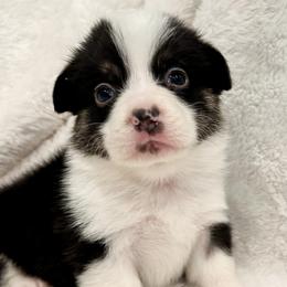 Girl 6 - Pembroke Welsh Corgi puppy in Springville, California from Campbell Creek Corgis
