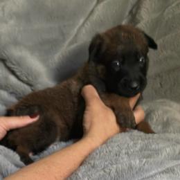 Tux - Fawn sable male Belgian Malinois puppy in Chino, California from BlueStone K9
