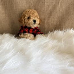 Pekingese, Poodle, and Shih Tzu Puppies from Happy puppies