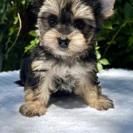 Monica - Black tan and white female Biewer Terrier puppy in Bunnell, Florida from Royal Biewer and Royal Aussies
