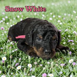Snow White - Phantom female Poodle puppy in Pink Hill, North Carolina from Boodle's Standard Poodles