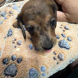 Dachshund Puppies from Witchy Woman’s Wiener’s
