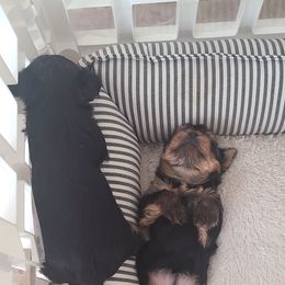 Yorkshire Terrier Puppies from Empress Kiss Yorkies