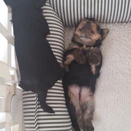 Yorkshire Terrier Puppies from Empress Kiss Yorkies
