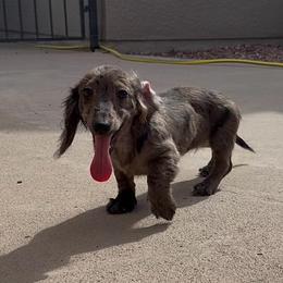 Levandel - Dachshund