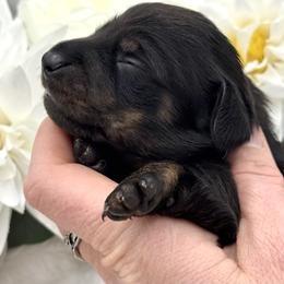 Denver - Black and tan male Dachshund puppy in Exeter, California from Sawtooth Miniature Dachshunds