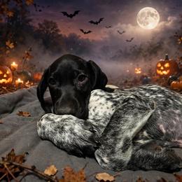 1st pick male - Liver and white male German Shorthaired Pointer puppy in Forest Lake, Minnesota from Northern Lights Goldens