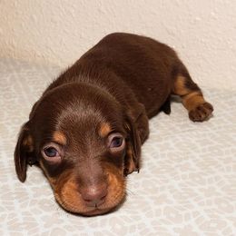 Dachshund Puppies from CJ's Dach Dynasty