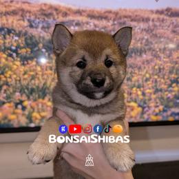 TANO - Red male Shiba Inu puppy in Minnesota from BonsaiShibas