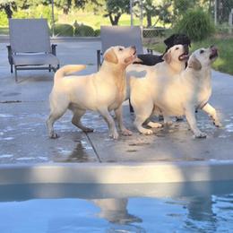 Labrador Retriever Puppies from ROCK CREEK LABRADORS