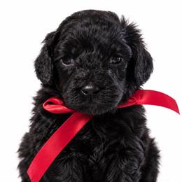 Tootsie - Black male Cavapoo puppy in Ville Platte, Louisiana from The Barkery