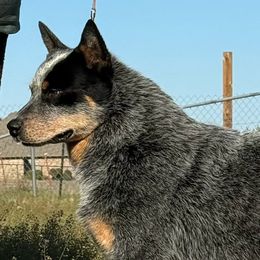 Australian Cattle Dogs from Straight Arrow Australian Cattle Dogs