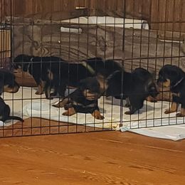 Rottweiler Puppies from Von Haus of Pearl