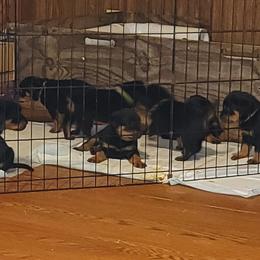 Rottweiler Puppies from Von Haus of Pearl