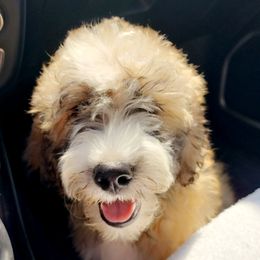 Aussiedoodle and Bordoodle Puppies from Texas Made Doodles