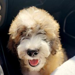 Aussiedoodle and Bordoodle Puppies from Texas Made Doodles