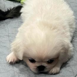 Full AKC - Squirt - Ready Now - Cream male Pekingese puppy in Pennsylvania from Triple I Pekes