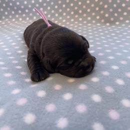Labrador Retriever Puppies from Amore Labrador Retrievers