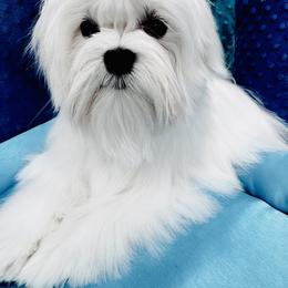 Becca - White female Maltese puppy in Phoenix, Arizona from Bella Dolce Maltese