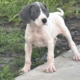 Padme - Blue and white female Great Dane puppy in Florida from Beachside Kennels