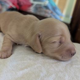 Salted Caramel - Cream female Dachshund puppy in Brantley, Alabama from Lindsey Smith