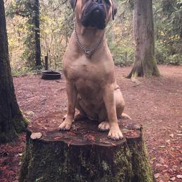 Bullmastiff All Grown Up from Showdown Kennels