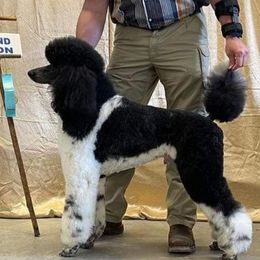 Butters - Poodle