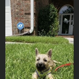 Cairn Terrier Puppies from KNKR FURBABIES Cairn Terriers