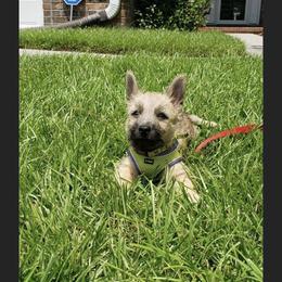 Cairn Terrier Puppies from KNKR FURBABIES Cairn Terriers