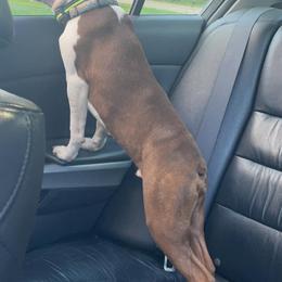Boston Terriers and French Bulldogs from 740 kennels