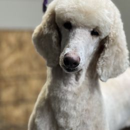 Collie, Poodle, and Shetland Sheepdog All Grown Up from Adiame Kennels