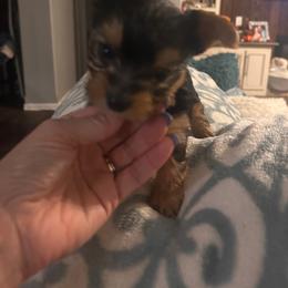 Snoopy - Blue and gold male Yorkshire Terrier puppy in Hot Springs, Arkansas from Weslynn Kennels