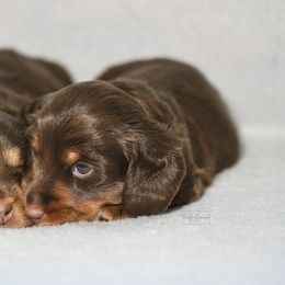 Dachshund Puppies from TG Dachshunds