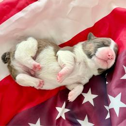 Boomer - Black and tan male Pembroke Welsh Corgi puppy in Norman, Oklahoma from Charm Farm Corgis