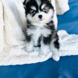 Hammy - Black and white male Pomsky puppy in Yavapai County, Arizona from Pawsh Pomskies