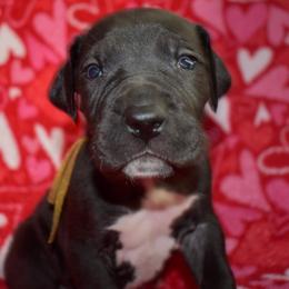 Jim Beam - Black and white male Great Dane puppy in Chapmansboro, Tennessee from Balthrop Bend Farms