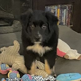 Willow - Australian Shepherd