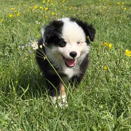 Elijah - Black tri male Toy Australian Shepherd puppy in Bogata, Texas from Maple Creek Run