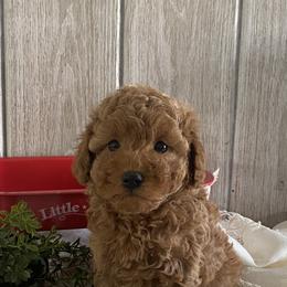 Matcha - Red  male Poodle puppy in Lagrange, Indiana from Heavn Sent Acres