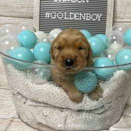 Golden Retrievers from GB kennel