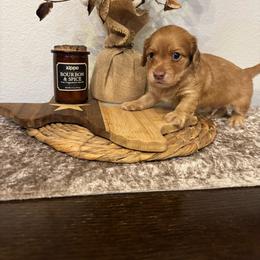 Cowboy - Red male Dachshund puppy in Abilene, Texas from DL Mini Dachshunds