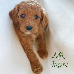 Mr. Iron - Red male Cavapoo puppy in Sacramento, California from Dandy Doodles Goldendoodles