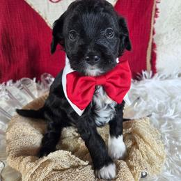 Winston - Black and white male Aussiedoodle puppy in Haleyville, Alabama from The Cuddly Dood Ranch