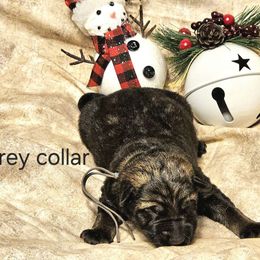 Boy 5 - German Shepherd puppy from Dunkelheit zu Licht German Shepherd K9