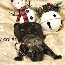 Boy 5 - German Shepherd puppy from Dunkelheit zu Licht German Shepherd K9