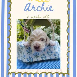 Archie- dark blue - Apricot male Goldendoodle puppy in Carlton, Minnesota from Lakeside Doodles MN