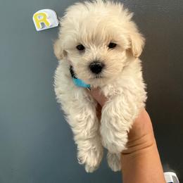 Royce - Champagne male Maltipoo puppy in Paden, Oklahoma from Logan's Perfect Puppies